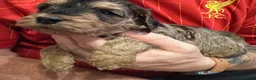 Cockapoo dogs for sale: Sable cockapoos, health tested parents  in Mansfield - Advert 6