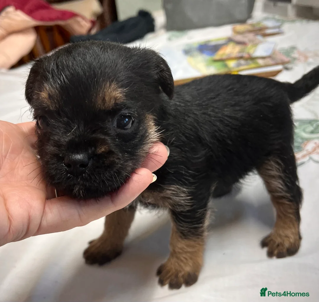 Border Terrier dogs for sale: 7 gorgeous Border Terrier puppies!!  - Advert 14