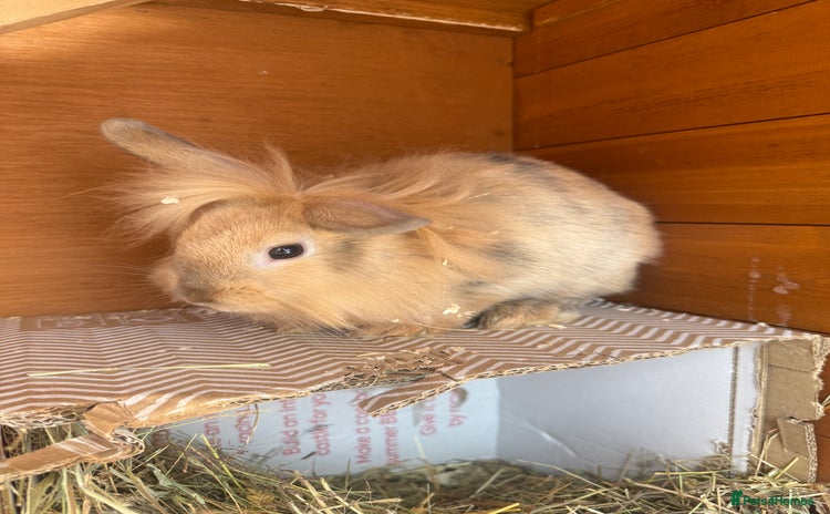 Mixed Breed rabbits - Advert 2