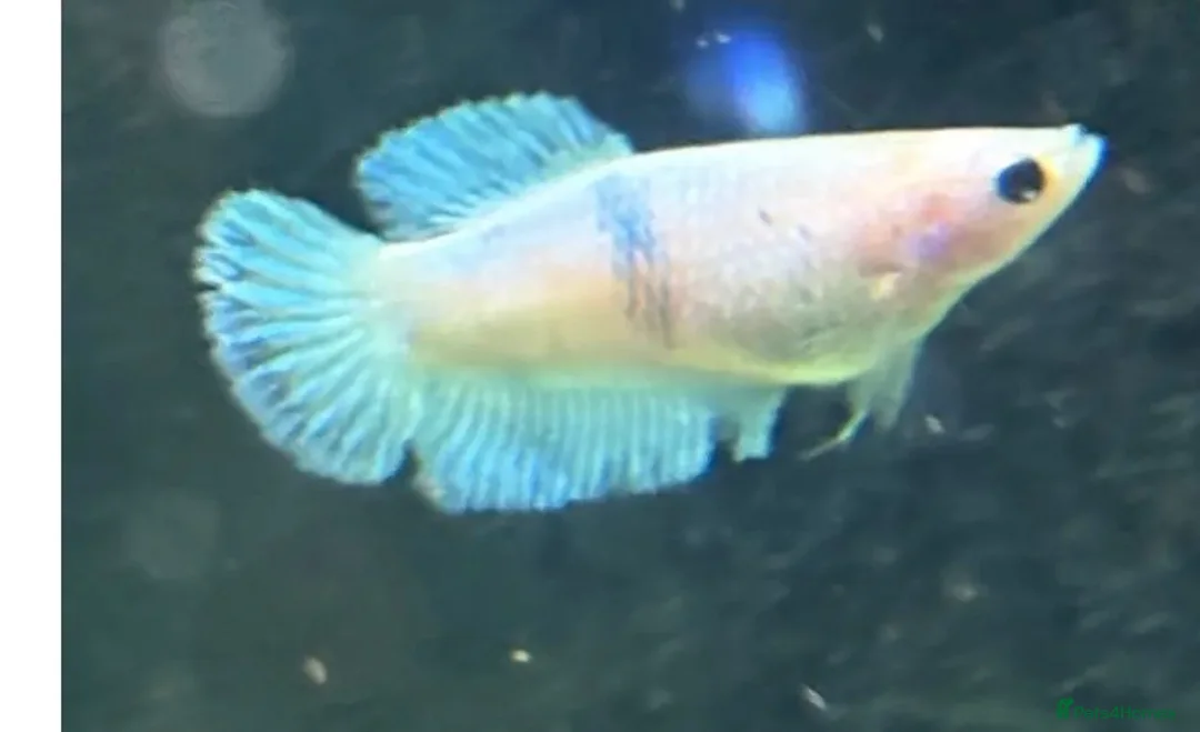 Bettas fish for sale: Betta fish  in Newcastle - Advert 2
