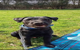 Patterdale Terrier dogs for sale: Patterdale  - Image 1