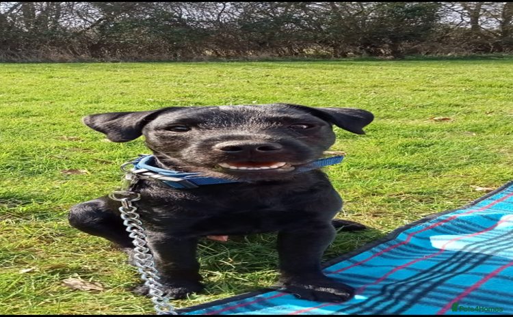 Patterdale Terrier dogs - Advert 1