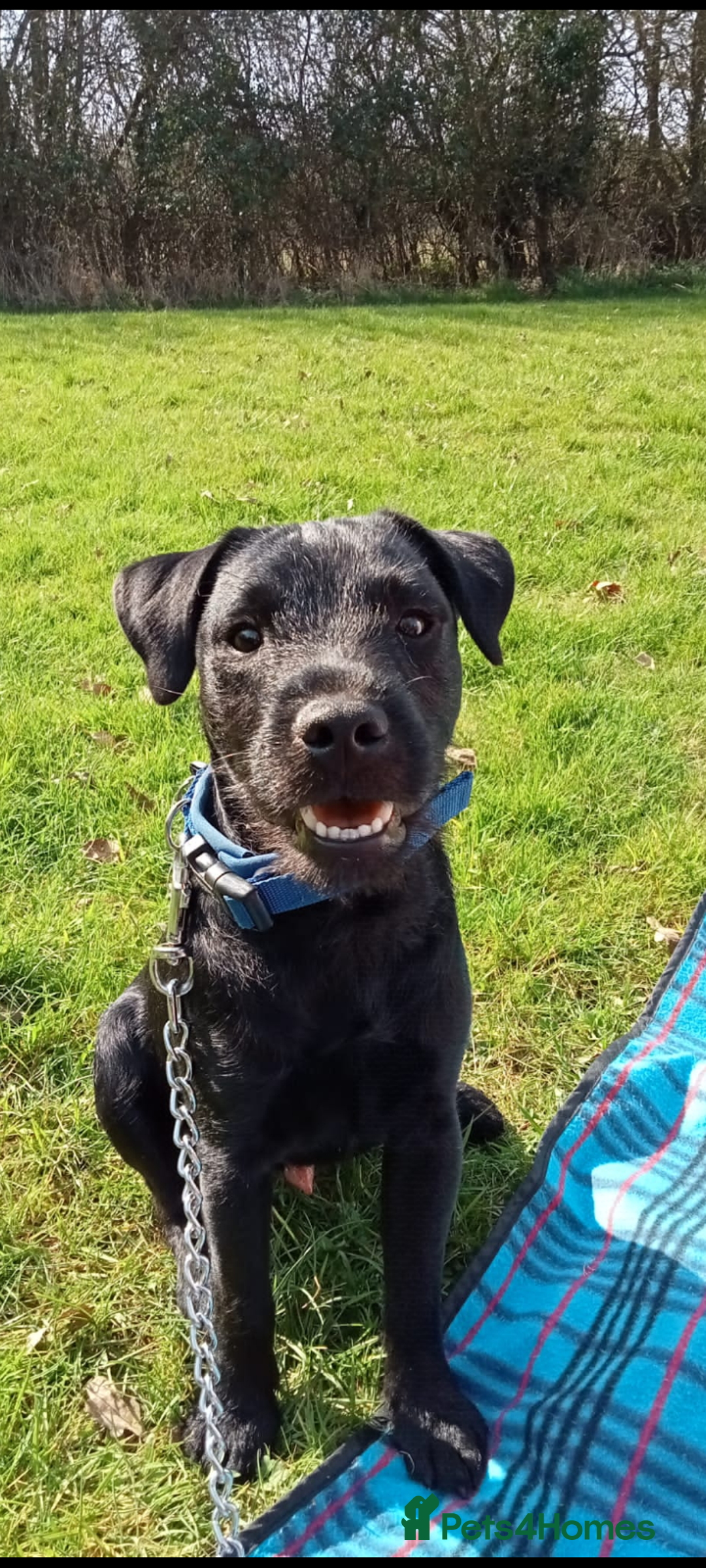 Patterdale Terrier dogs for sale: Patterdale  - Image 1