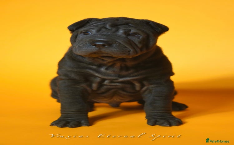 Shar Pei dogs - Advert 3