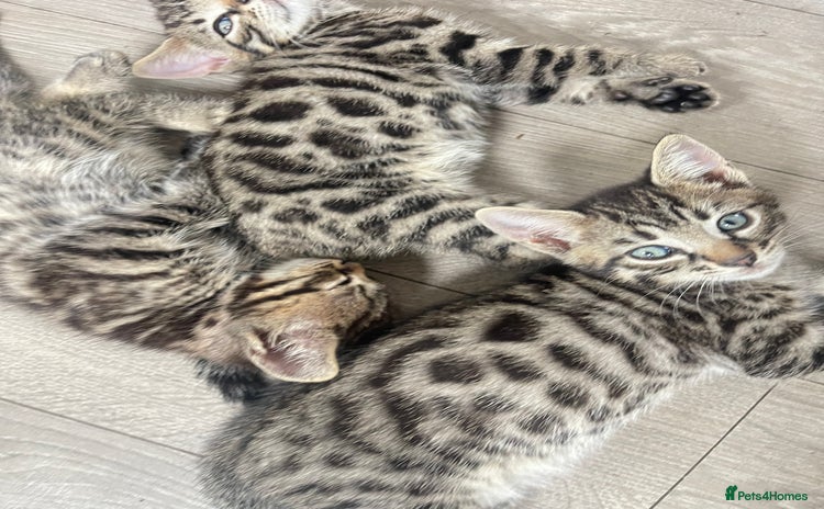 Mixed Breed cats - Advert 4