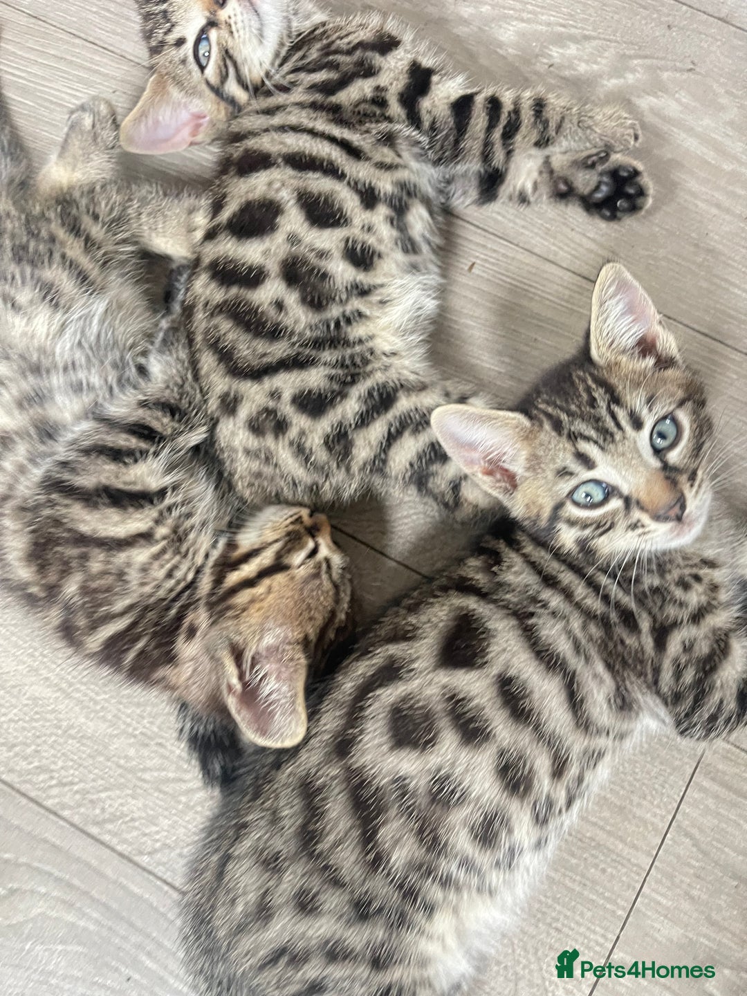 Mixed Breed cats for sale: Beautiful Snow Bengal/Black Tabby Kittens - Image 1