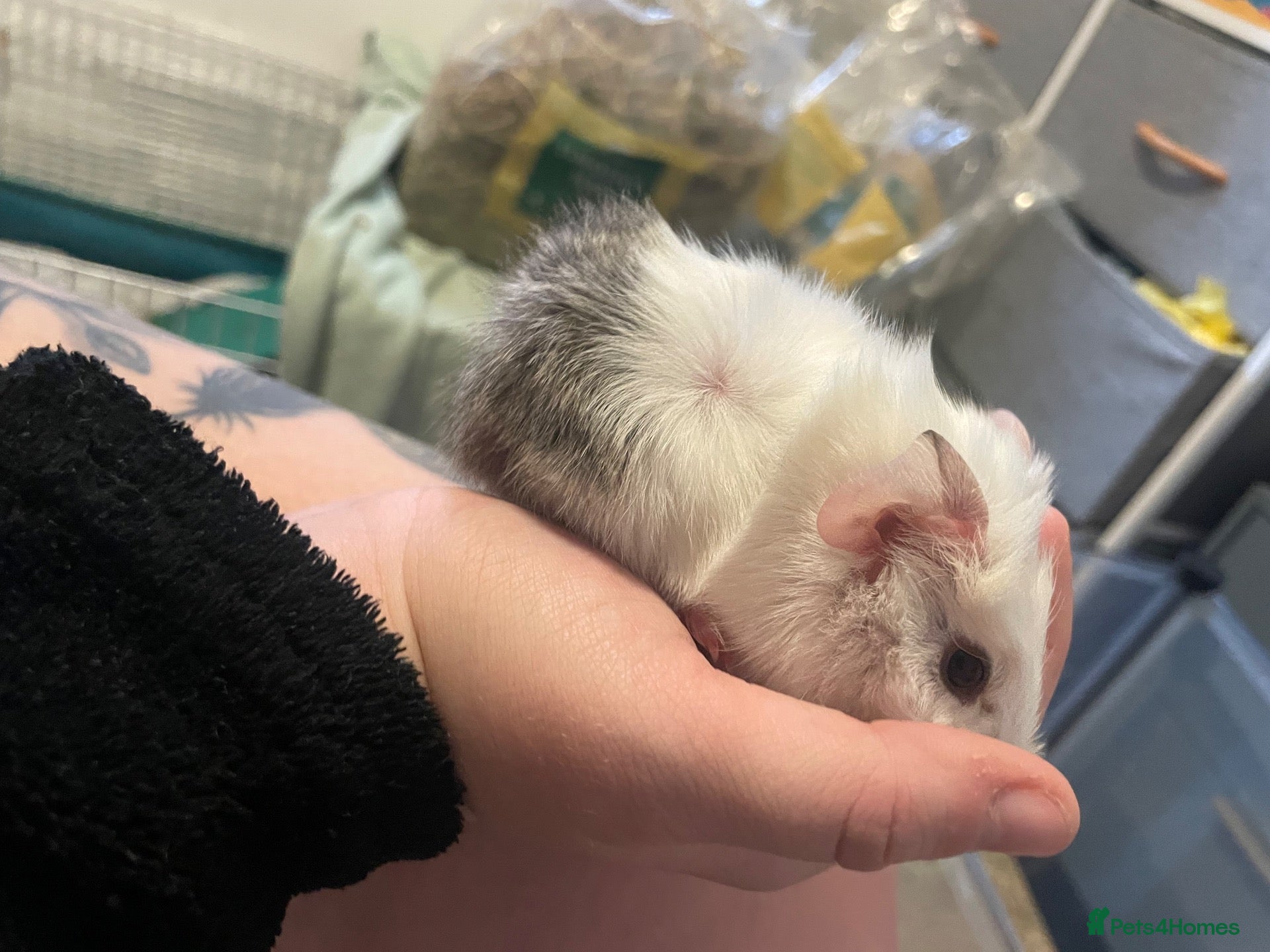 Guinea Pig rodents 2 female baby guinea pig siblings  - Advert 1