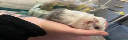 Guinea Pig rodents for sale: 2 female baby guinea pig siblings  - Advert 1