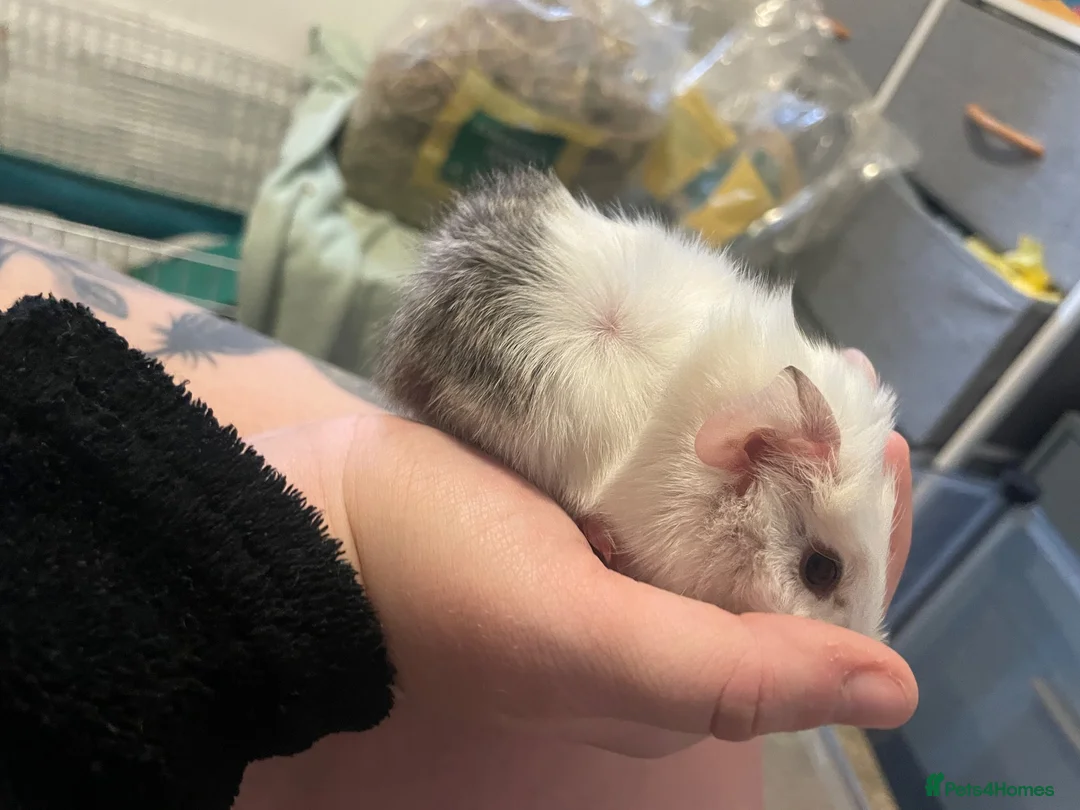 Guinea Pig rodents for sale: 2 female baby guinea pig siblings  - Advert 1