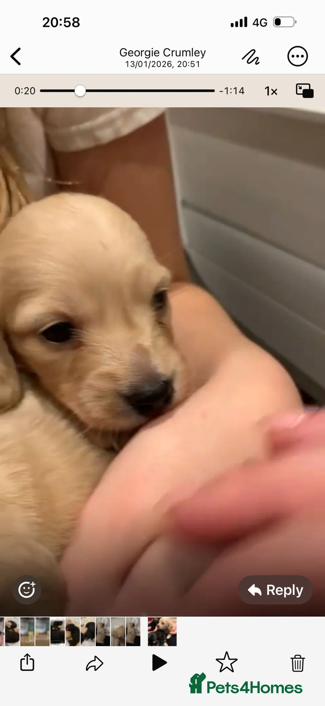 Miniature Dachshund dogs for sale: Little sausages with big characters  - Advert 16