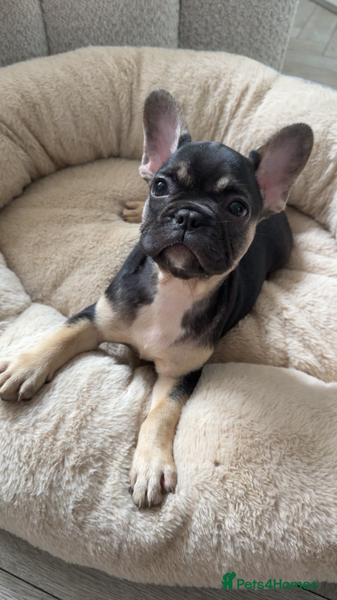 French Bulldog dogs  French Bulldog Puppies – Last Girls Available. - Advert 2