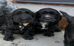 Cocker Spaniel dogs for sale: Show cocker spaniel  - Advert 11