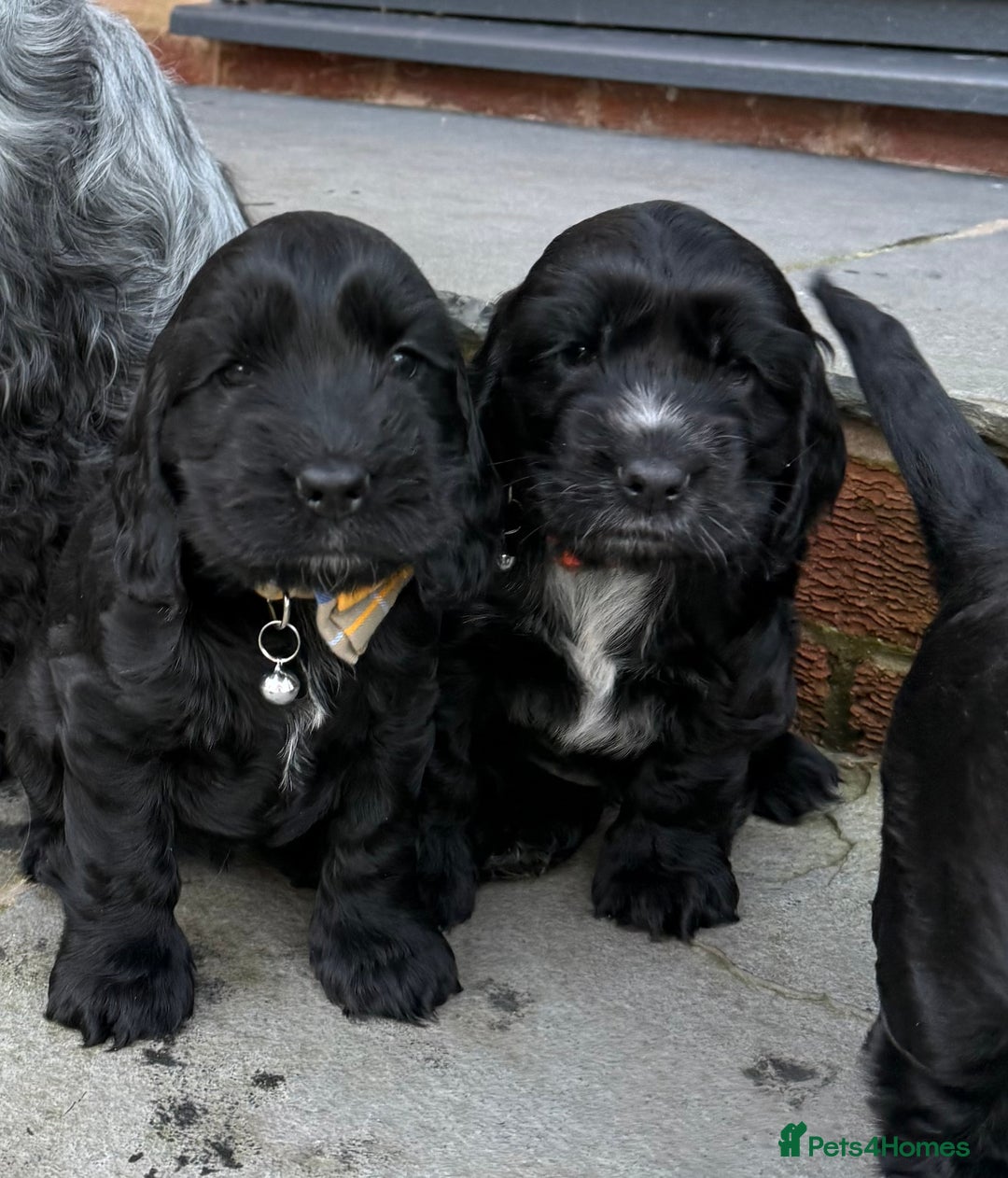 Cocker Spaniel dogs for sale: Show cocker spaniel  - Advert 11