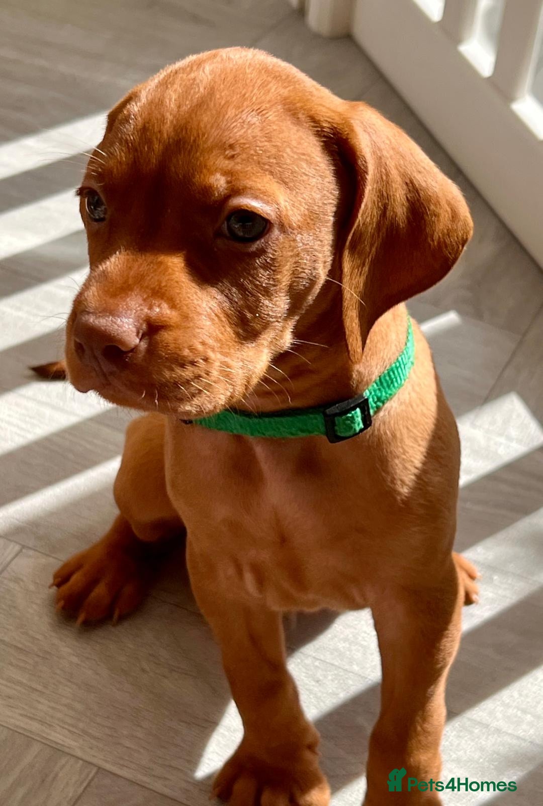 Hungarian Vizsla dogs for sale: 5 Generation extremely well bread KC Puppies - Image 4