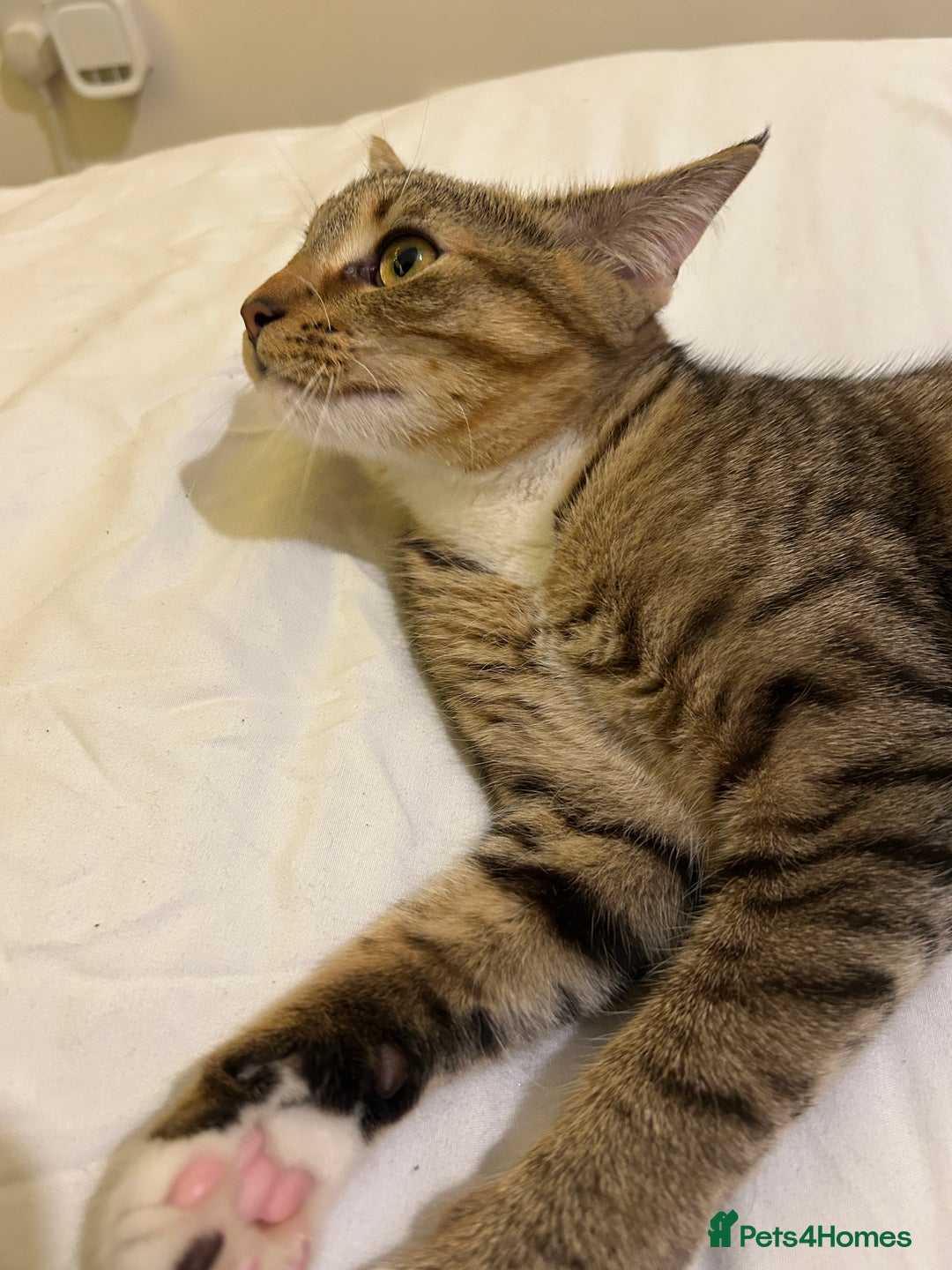 Mixed Breed cats for sale: Rocko 8 Months Savannah - British Shorthair - Advert 3