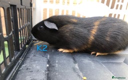 Guinea Pig rodents for sale: Baby female and male guinea pigs for sale - Image 14
