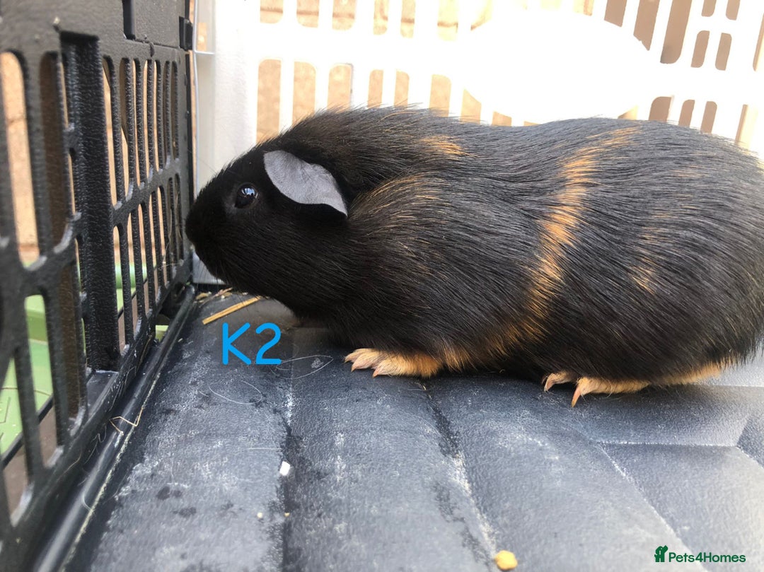 Guinea Pig rodents for sale: Baby female and male guinea pigs for sale - Image 14