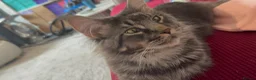 Maine Coon cats for sale: Russian Xl Maine coon Smokey  - Advert 16
