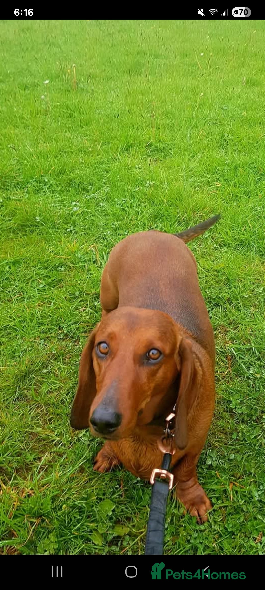 Dachshund dogs HOME NEEDED FOR MY FEMALE - Advert 4
