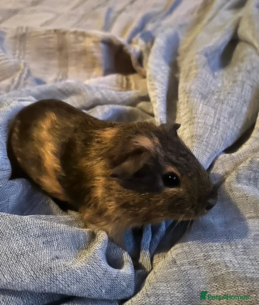 Guinea Pig rodents for sale: 6 Male Guinea Pigs - Advert 2