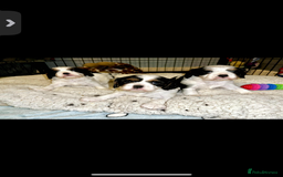 Cavalier King Charles Spaniel dogs for sale: 3 beautiful tri girls available  - Image 10