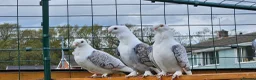 Pigeons birds for sale: Classic oriental frills - Advert 2