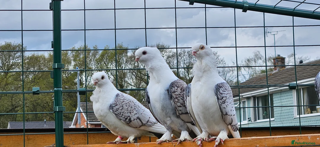 Pigeons birds for sale: Classic oriental frills - Advert 2