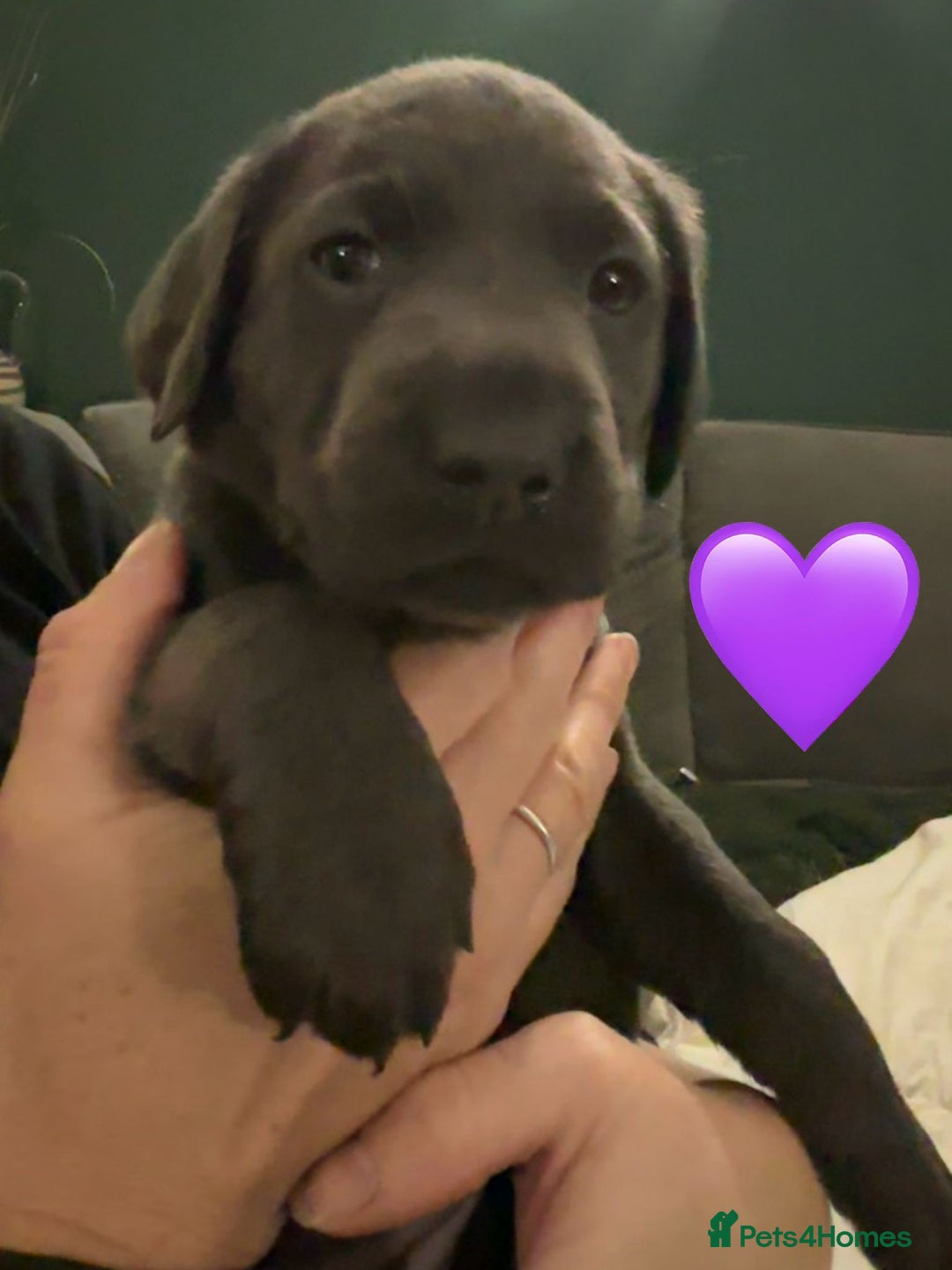 Labrador Retriever dogs for sale: Silver, Charcoal, Champagne Labrador Puppies  - Advert 13