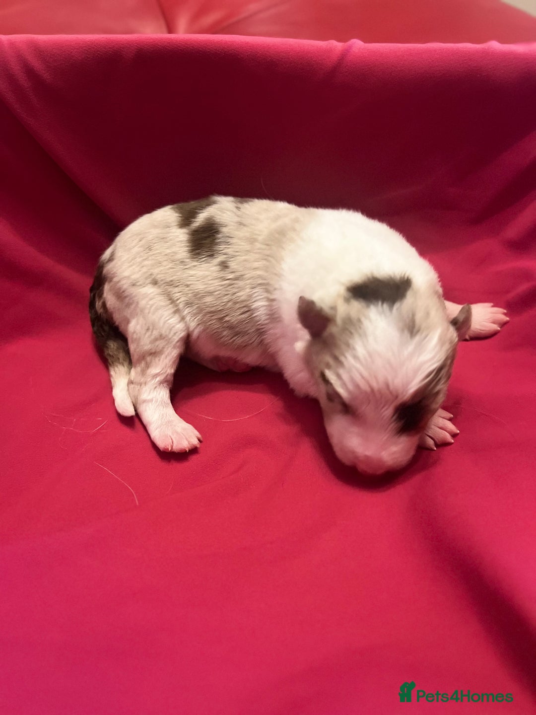 Border Collie dogs for sale: **🐾 Adorable Border Collie Puppies for Sale! 🐾** - Image 10