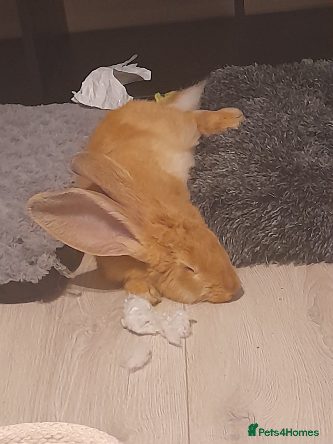 Continental Giant rabbits for sale: Continental rabbit  - Advert 5