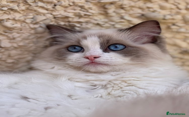 Ragdoll cats - Advert 8