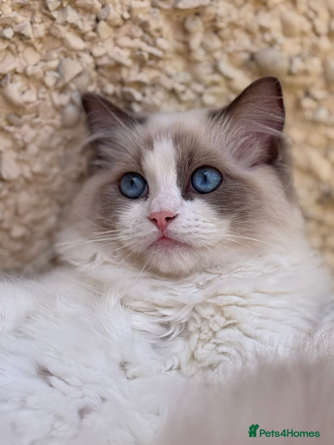 Ragdoll cats for sale: Adorable Ragdoll Kitten Fife Registered Breeder - Image 1