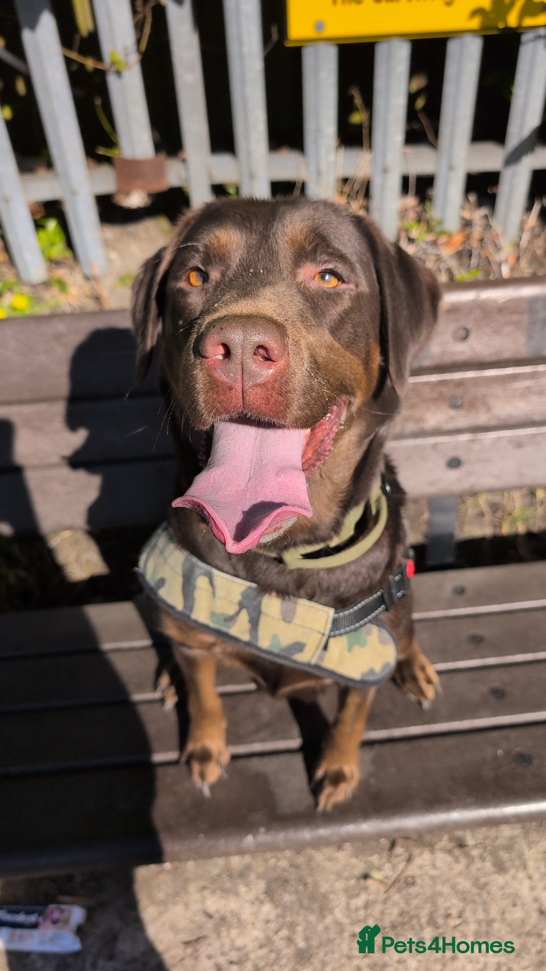 Mixed Breed dogs for sale: F1 MASTADOR PUPPIES FOR SALE  - Advert 15