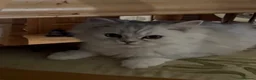Persian cats for sale: Two Persian chinchillas pedigree - Advert 4