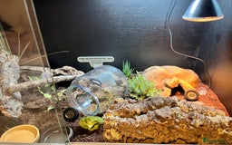 Leopard Gecko reptiles for sale: female leopard gecko - can come with viv and stand - Advert 4