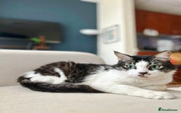 Mixed Breed cats for adoption: Meet Charli - Image 8
