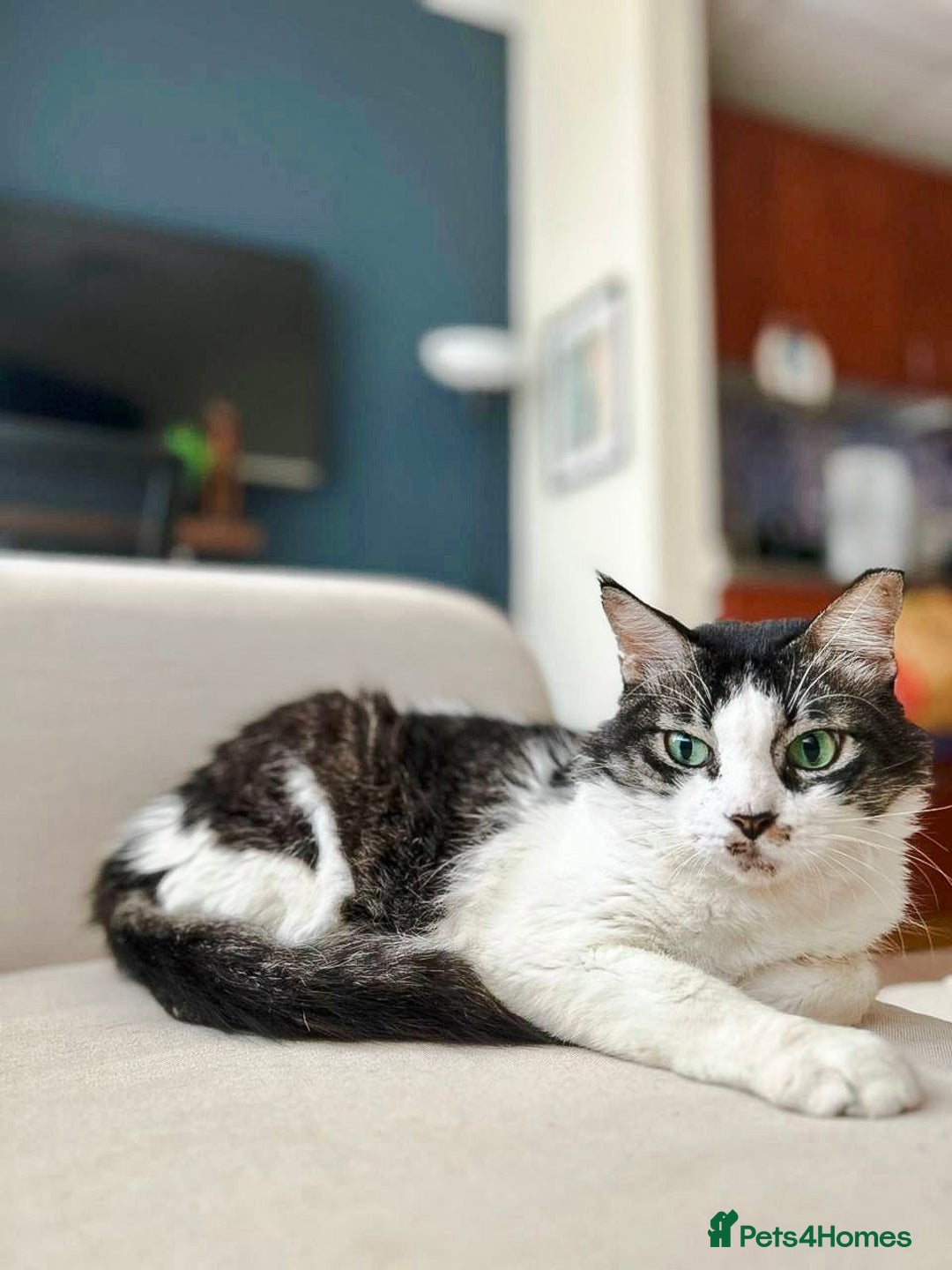 Mixed Breed cats for adoption: Meet Charli - Image 8