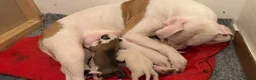 American Bulldog dogs for sale: American Bulldog Puppies in Bellshill - Advert 9