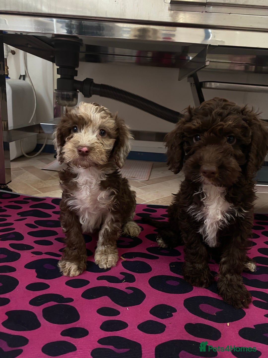 Cockapoo dogs for sale: Cockapoos ready now  - Image 24