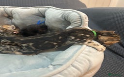 Bengal cats for sale: 5 bengal x tiger cubs for sale ragdoll x stunning - Image 8