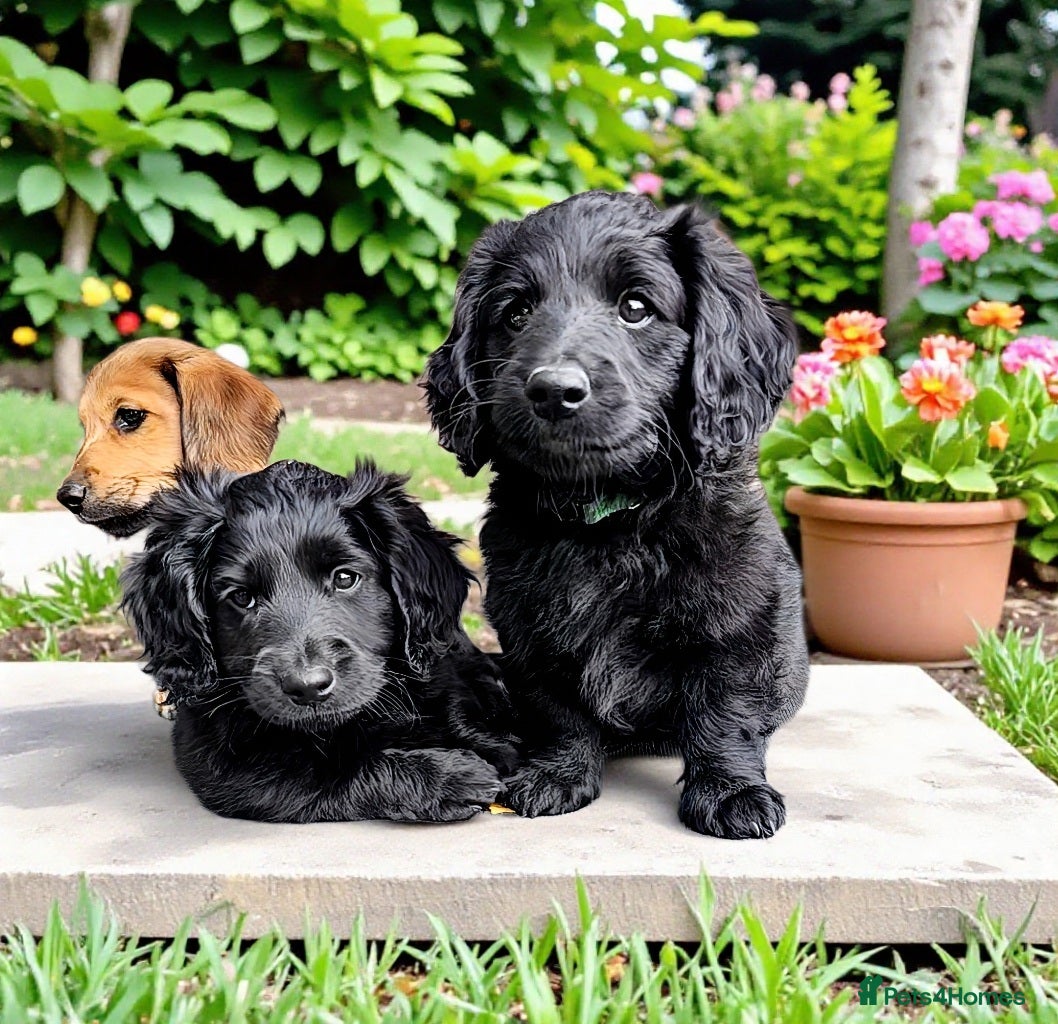 Mixed Breed dogs Mini Doxie x Labradoodle ready to go! 🌟 - Advert 3