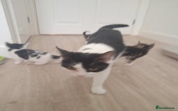 Mixed Breed cats for sale: Kittens - Image 10