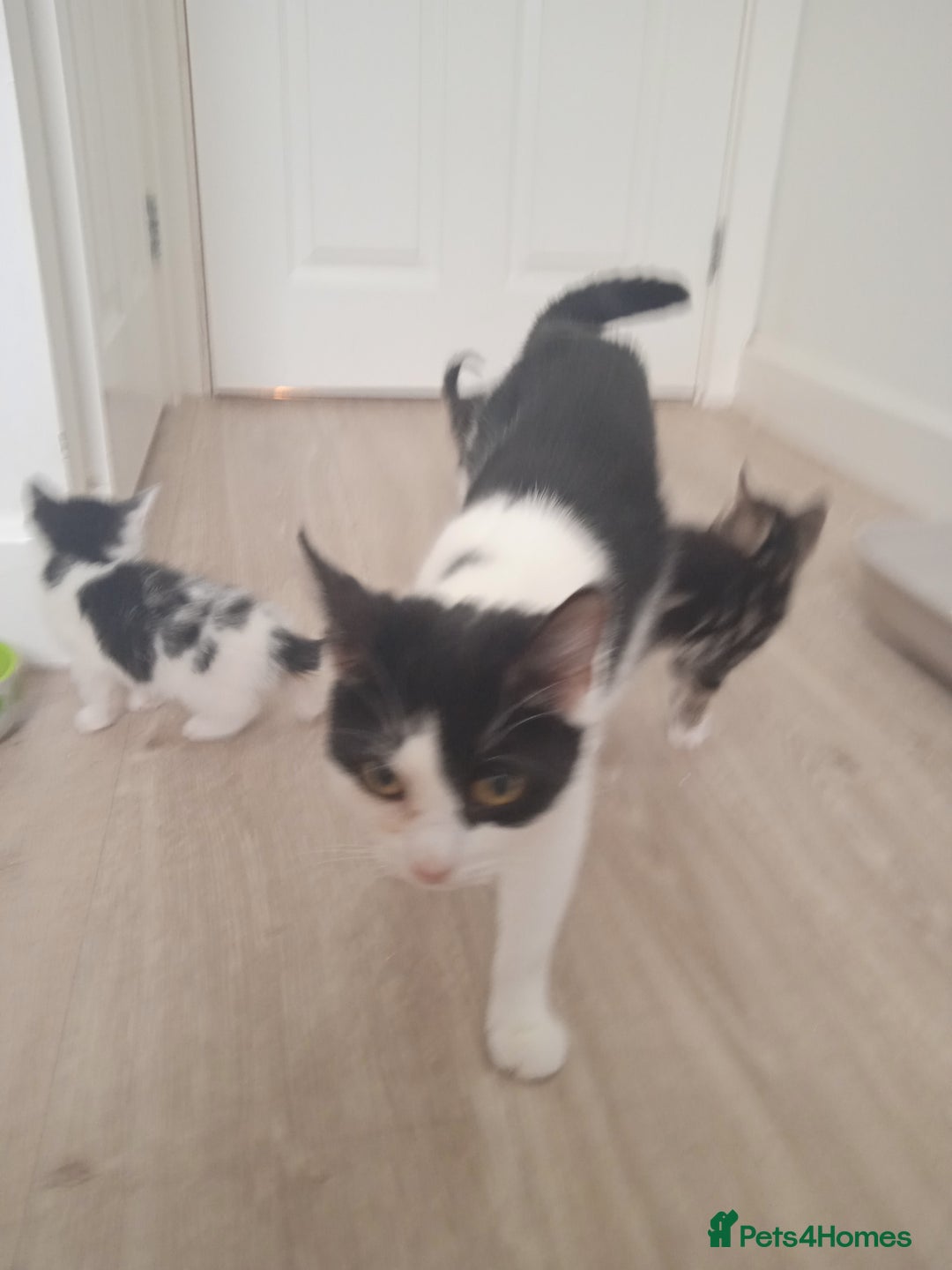 Mixed Breed cats for sale: Kittens - Image 10