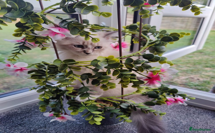 Siberian cats - Advert 1