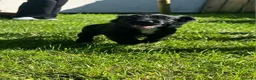 Cocker Spaniel dogs for sale: Cocker Spaniel Puppies in Launceston - Advert 5