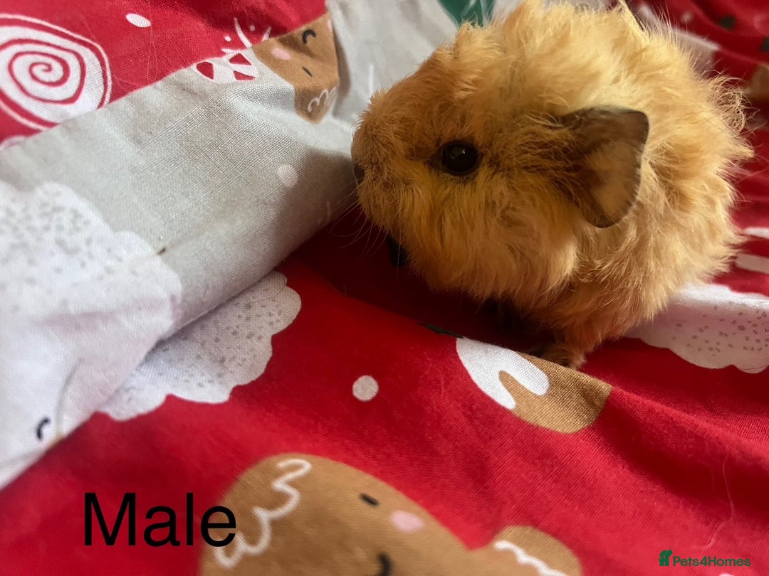 Guinea Pig rodents for sale: Mixed baby guinea pigs  - Advert 1