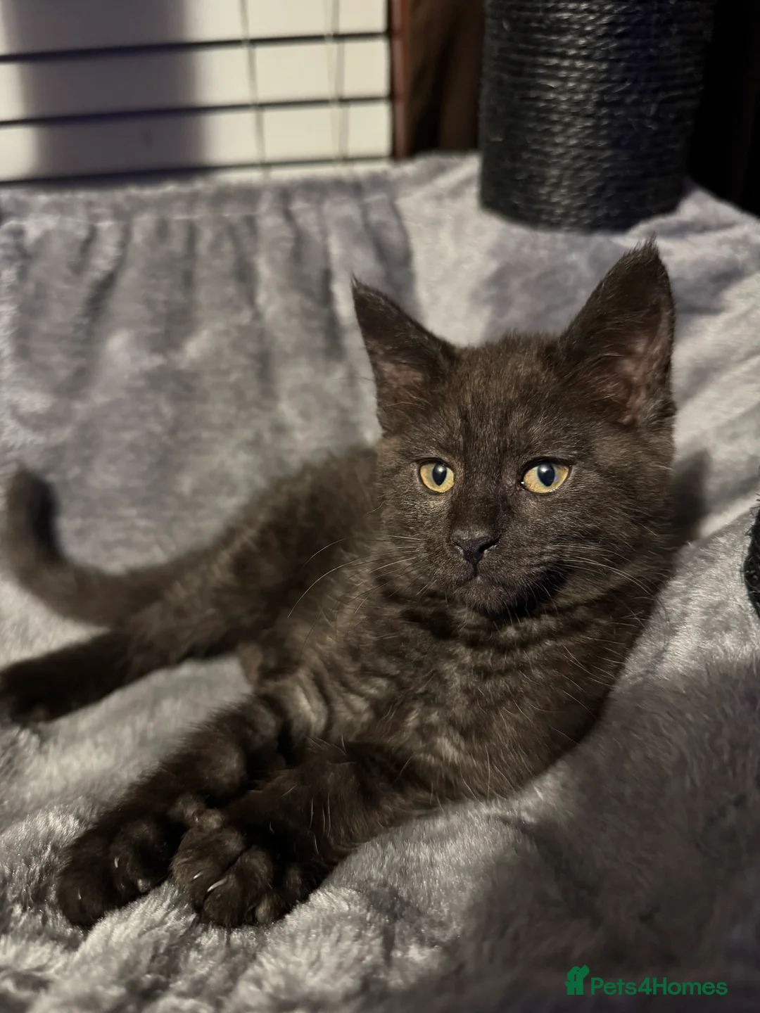 Mixed Breed cats for sale: British short hair cross maine coon  - Advert 16
