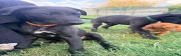 Lurcher dogs for sale: 3 beautiful male pups  in Taunton - Advert 5