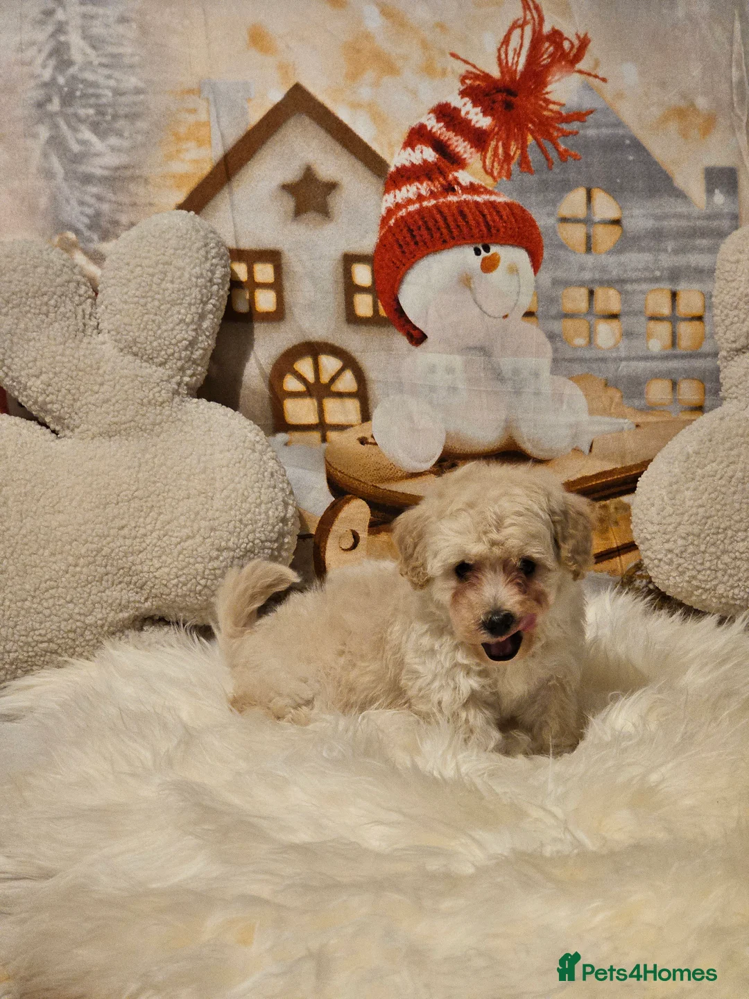 Maltipoo dogs for sale: 🐶 Beautiful Apricot Maltipoo Puppies for Sale 🐶 - Advert 25