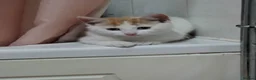 Mixed Breed cats for sale: Two ginger and white kittens  - Advert 8